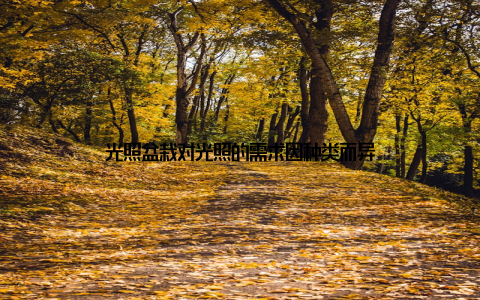 光照盆栽对光照的需求因种类而异