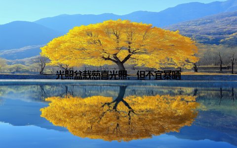 光照盆栽葱喜光照, 但不宜暴晒