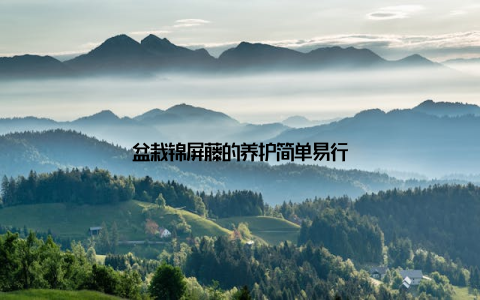 盆栽锦屏藤的养护简单易行