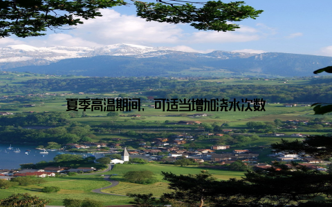 夏季高温期间, 可适当增加浇水次数