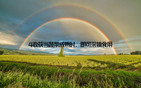 4收获当蔬菜成熟时, 即可采摘食用