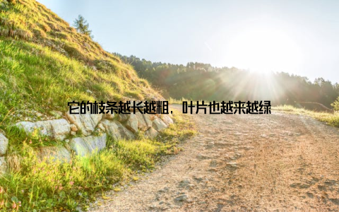 它的枝条越长越粗, 叶片也越来越绿