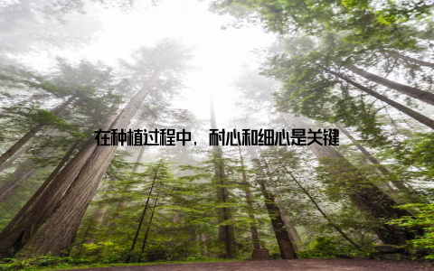 在种植过程中, 耐心和细心是关键