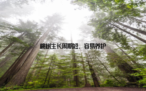 桃树生长周期短, 容易养护