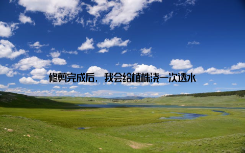 修剪完成后, 我会给植株浇一次透水