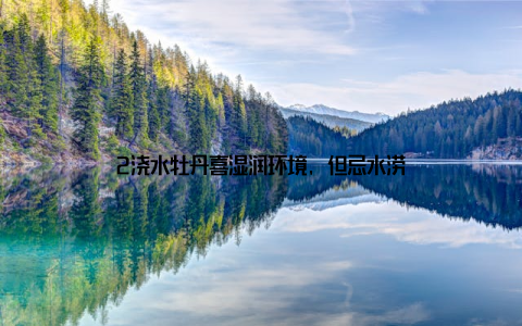 2浇水牡丹喜湿润环境, 但忌水涝