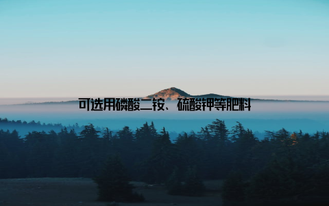 可选用磷酸二铵、硫酸钾等肥料