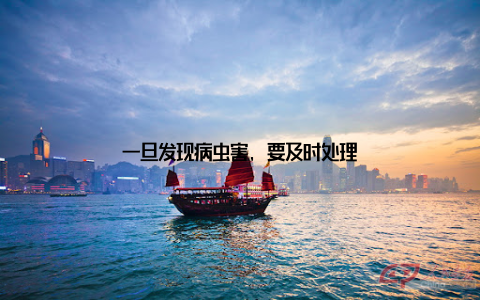 一旦发现病虫害, 要及时处理