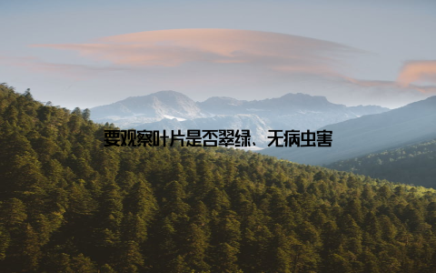 要观察叶片是否翠绿、无病虫害