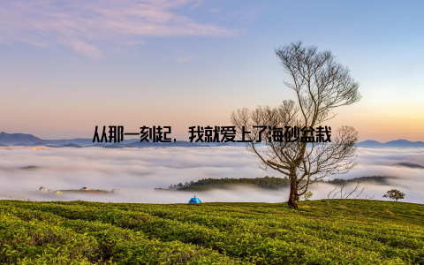 从那一刻起, 我就爱上了海砂盆栽