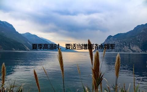 夏季高温时, 要适当增加浇水频率