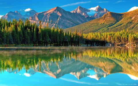 光照竹子盆栽喜半阴, 不宜暴晒