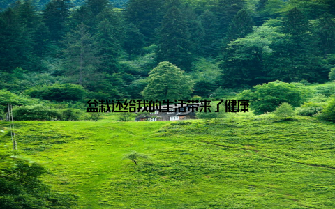 盆栽还给我的生活带来了健康