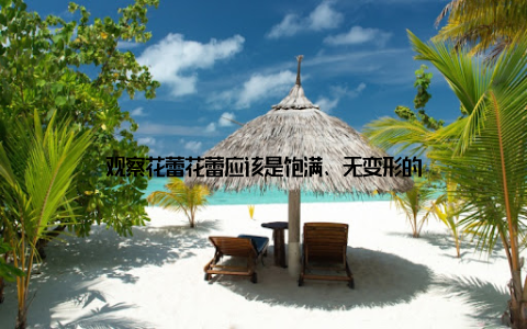 观察花蕾花蕾应该是饱满、无变形的