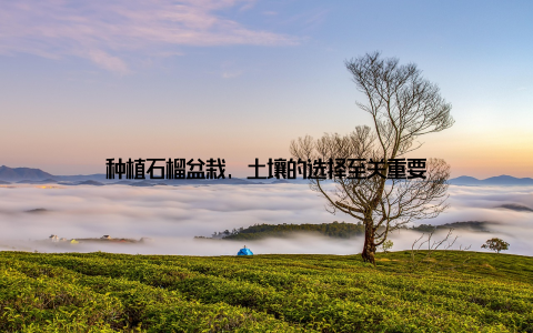 种植石榴盆栽, 土壤的选择至关重要