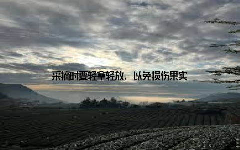 采摘时要轻拿轻放, 以免损伤果实