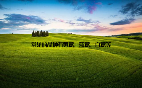 常见的品种有黄莺、蓝莺、白莺等