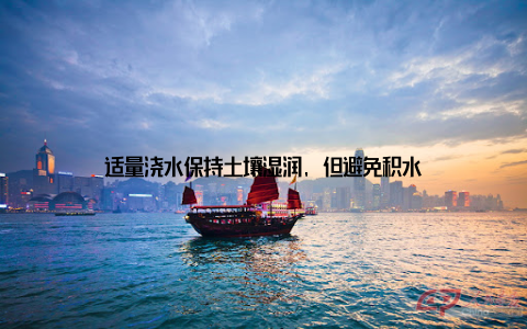 适量浇水保持土壤湿润, 但避免积水