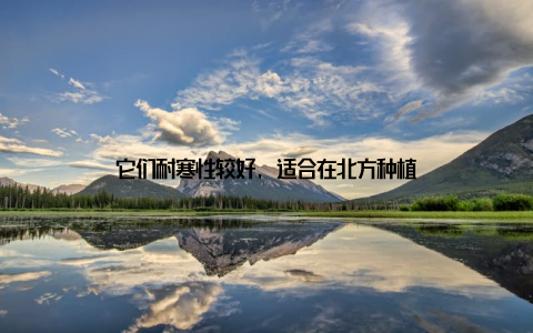 它们耐寒性较好, 适合在北方种植