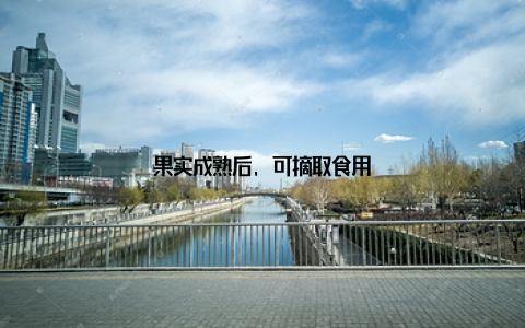 果实成熟后, 可摘取食用