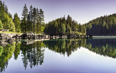 剪口处理剪口要平滑, 避免撕裂枝条