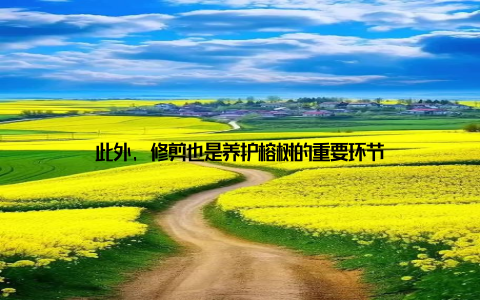 此外, 修剪也是养护榕树的重要环节