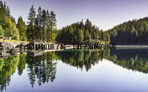 让我们来了解一下叶子发黄的原因