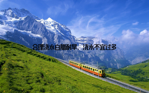 合理浇水白腊耐旱, 浇水不宜过多