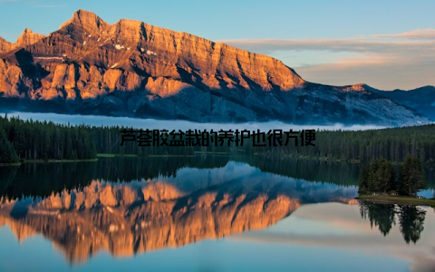 芦荟胶盆栽的养护也很方便