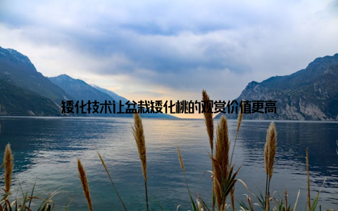 矮化技术让盆栽矮化桃的观赏价值更高