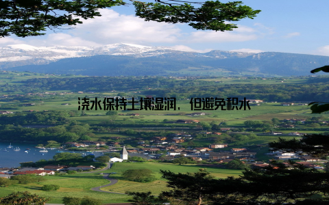 浇水保持土壤湿润, 但避免积水