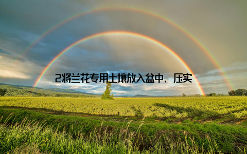 2将兰花专用土壤放入盆中, 压实