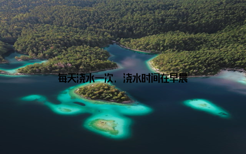 每天浇水一次, 浇水时间在早晨