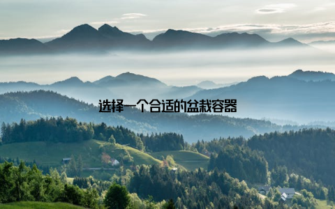 选择一个合适的盆栽容器