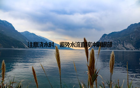 注意浇水时, 避免水流直接冲刷根部