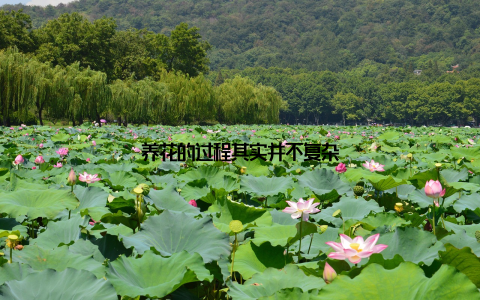 养花的过程其实并不复杂