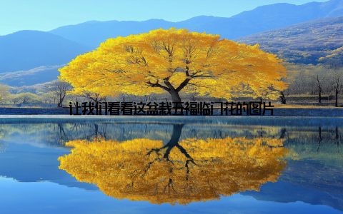 让我们看看这盆栽五福临门花的图片