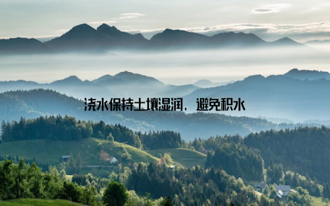 浇水保持土壤湿润, 避免积水