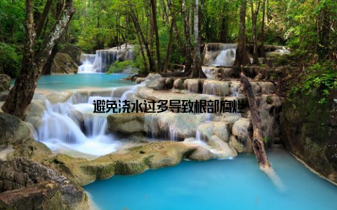 避免浇水过多导致根部腐烂