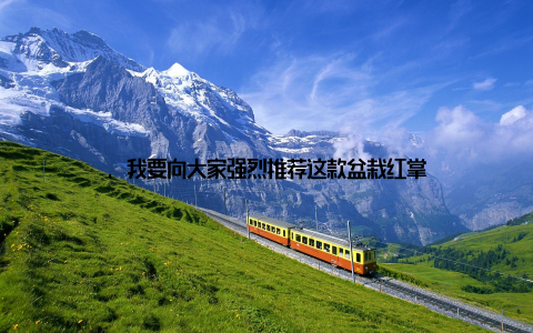 , 我要向大家强烈推荐这款盆栽红掌