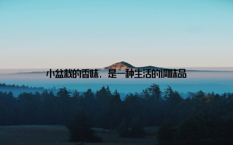 小盆栽的香味, 是一种生活的调味品