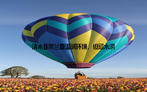 浇水韭菜兰喜湿润环境, 但忌水涝