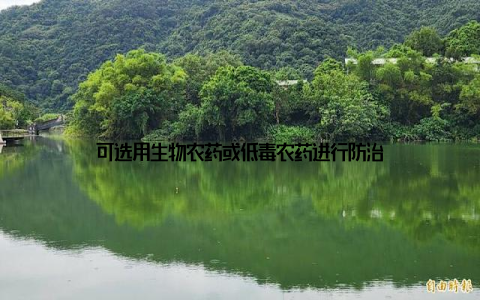 可选用生物农药或低毒农药进行防治