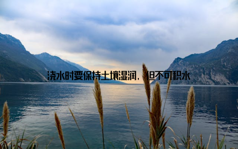 浇水时要保持土壤湿润, 但不可积水