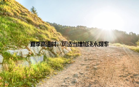 夏季高温时, 可适当增加浇水频率