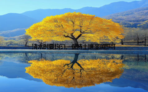 浇水时要均匀, 保持土壤湿润即可