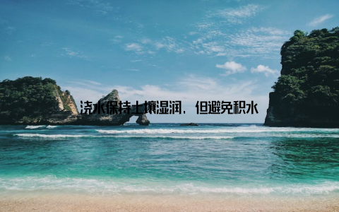 浇水保持土壤湿润, 但避免积水
