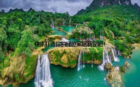 快来打造你的绿色家居新宠吧!