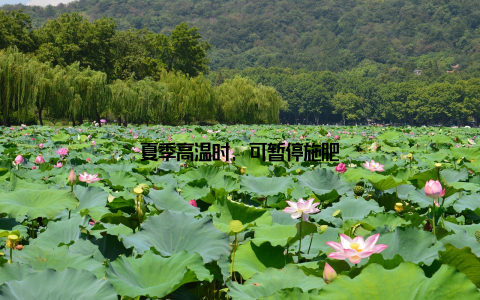 夏季高温时, 可暂停施肥