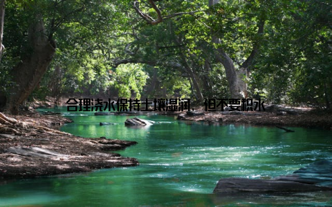 合理浇水保持土壤湿润, 但不要积水